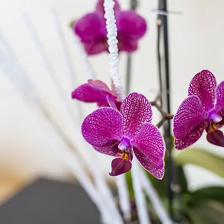 Διαμέρισμα Sofia